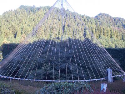 嬉野温泉　大茶樹めぐり＆轟の滝