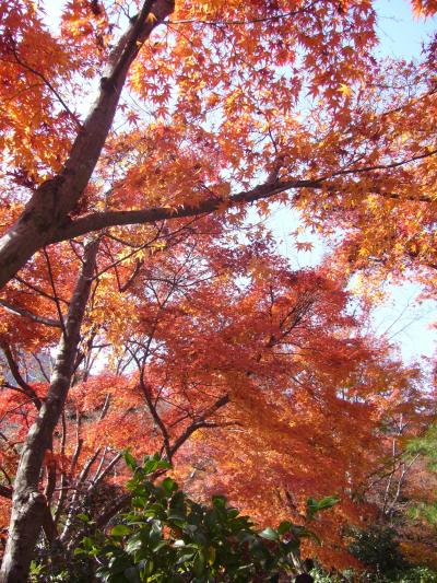 紅葉時期の京都旅　～嵐山・天龍寺～
