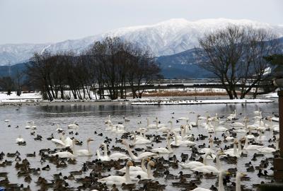 白鳥の湖 “瓢湖”を訪ねて！