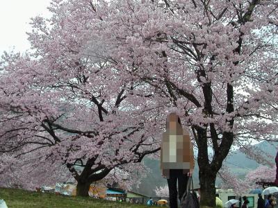 桜・桜・絵・わさび　満開の信州高遠城址公園と安曇野ドライブ