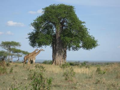 2010タンザニア大自然紀行10日間その１（ドバイからナイロビへ）