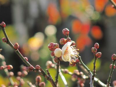 所沢ちょっと早めのロウバイめぐり（3）全徳寺の早咲きの小梅