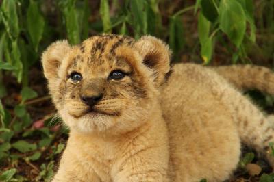 南部アフリカvol.4 生後2カ月のライオンの可愛さに悶絶&モーニングサファリ