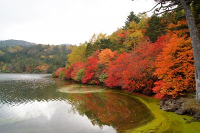 白駒池でお散歩