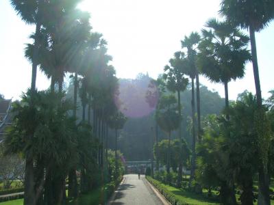 2011年1月 ハノイ&ルアンプラバン ルアンプラバン編~プーシー~