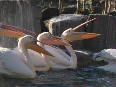 冬の多摩動物公園