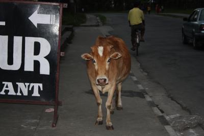 突撃ネパール！ヒマラヤは望めるか！？　一日目