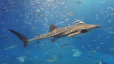 急遽、沖縄旅行！（３日目）名護市役所・海洋博公園（美ら海水族館）
