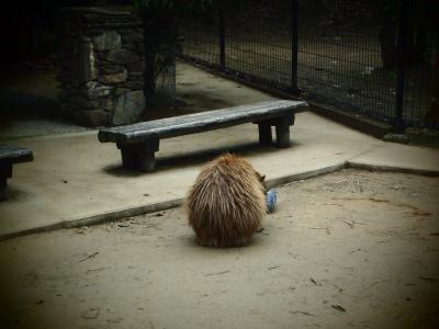 カピバラ露天風呂2011！！−今年はついでにハダカデバネズミ−