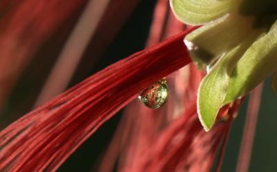 世界の花と緑に出会える大温室　「咲くやこの花館」