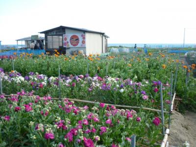 千葉旅行記　　冬の花畑　早春の白浜