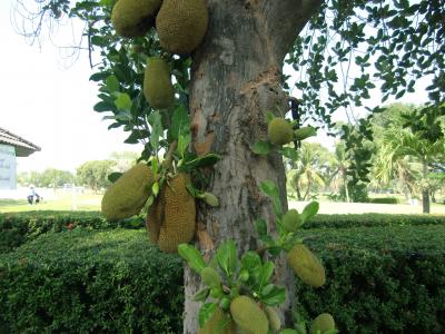 バンコクで新年を迎える