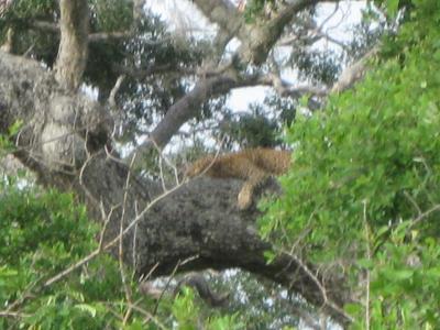 細かいところは完全ノープランで行くスリランカ7日間の旅（Part3/4）　【キャンディ、ウナワトゥナ、ヤーラ国立公園編】