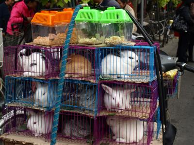 水郷の町無錫・蘇州・上海巡りの旅. <?>