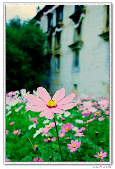 西チベットへ ~心の旅 その2 花と植物