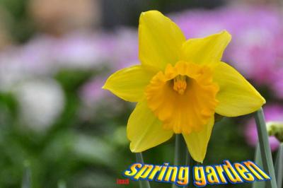 spring　garden（早春の庭）