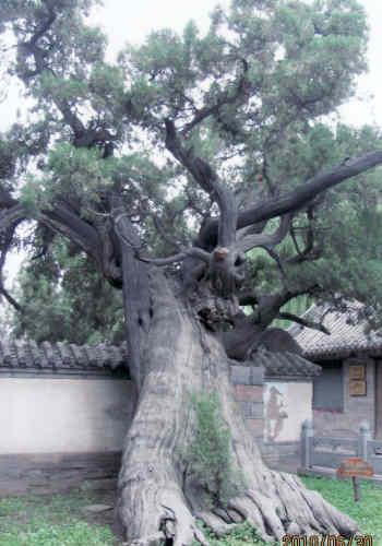 洛陽の嵩陽書院