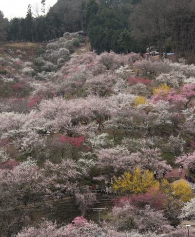 小さな旅　青梅の楽園　吉野梅郷　Paradise in Oume/Yoshino-Baigo,ume garden