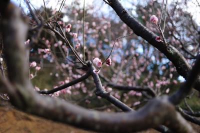 大倉山公園梅林お散歩