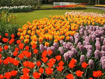 春のチューリップ　キューケンホフ公園　：Holand-Tulip