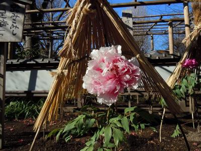 上野　東照宮　冬牡丹