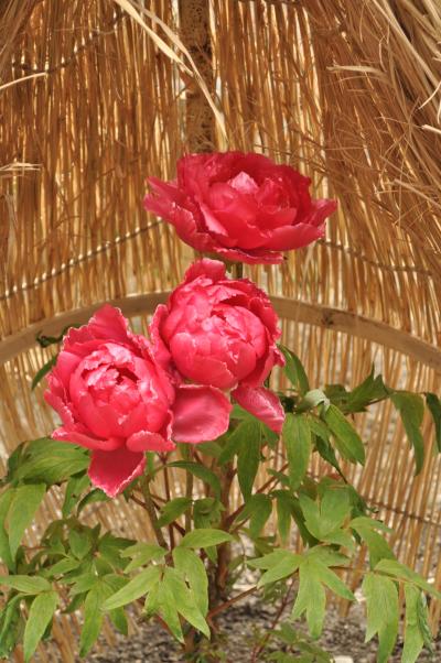 　白野江植物公園　写真教室