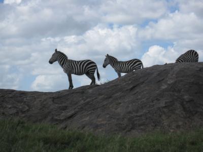 2010タンザニア大自然紀行10日間その４（セロネラからロボへ）