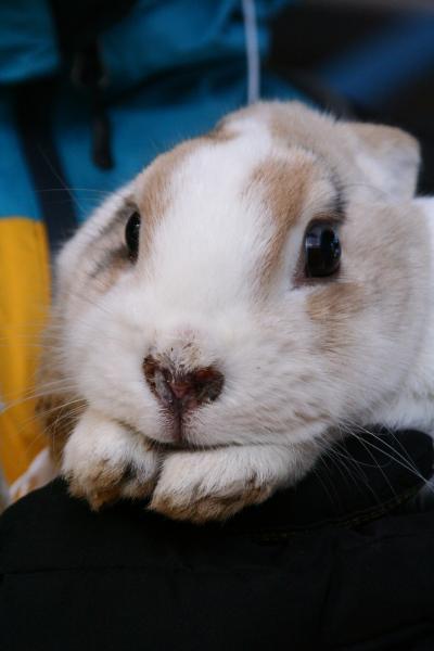 河口湖温泉の旅＠ウサギと富士山と温泉で癒されたい！