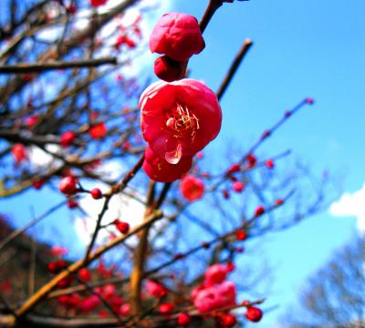 日本一早咲きの梅＆桜～熱海