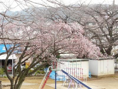 寒桜が見たいと伊東に