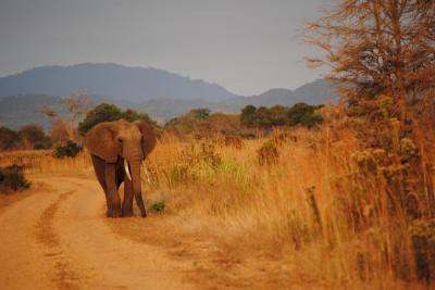 １泊２日で行くサファリ（タンザニア・セル―動物保護区）