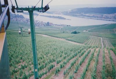 絶景かな！ブドウ畑が一面に広がるライン川の畔　リューデスハイム　再びドイツへ　VOL.9