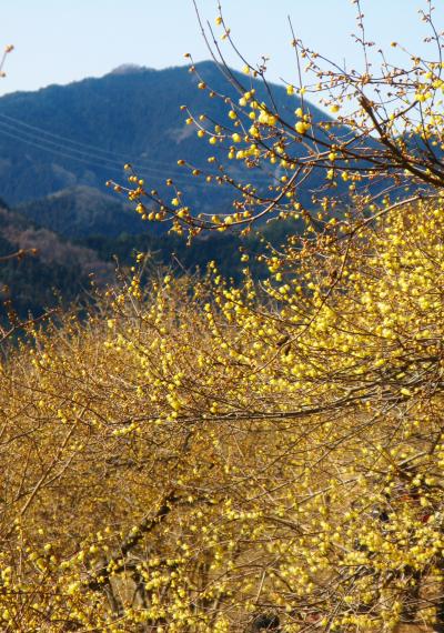 長瀞/宝登山　西ろうばい園は5分咲き　☆黄透明色が青空に映え