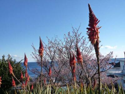 大寒波の日本に少し暖かな春を届けたくて!菜の花と桜とアロエと海の青の４色のハーモニーは見事！！！伊豆四季の花公園