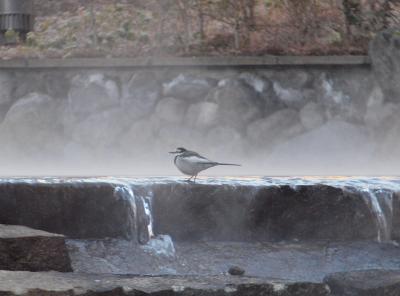 箱根仙石原　花菜での美味しいお食事とＶＩＡＬＡ箱根翡翠の水辺のお部屋での野鳥観察　２０１１年１月