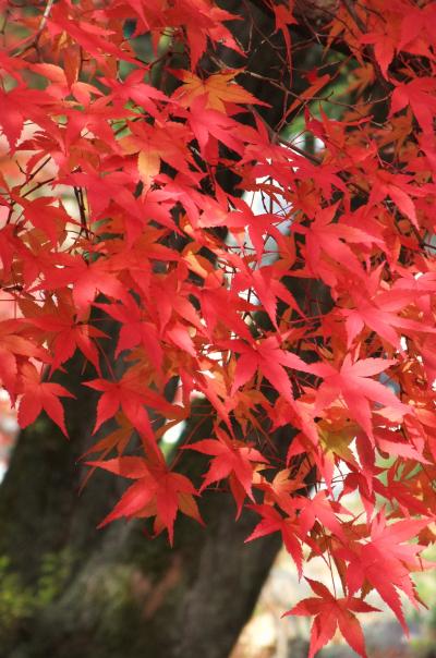 2010紅葉【万博日本庭園＆久安寺＆北千里・三色彩道】