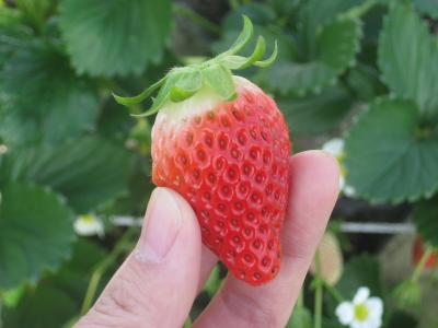 静岡旅行 2011 2日目 (久能いちご狩り・三保の松原・清水港)