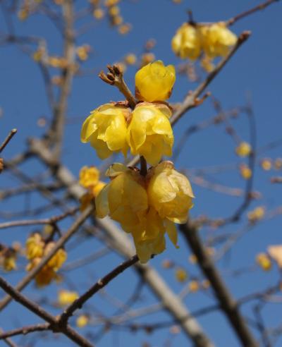 小さな旅　小手指・北野の節分・立春の花/ミニかまくら　 Flowers on starting day of spring in Kotesashi/Kitano