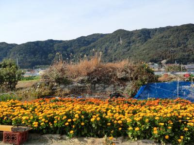 バスツアー　南房総花摘みと海鮮浜焼き食べ放題&イチゴ狩り