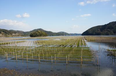 志摩めぐり「海面に広がる緑の絨毯」