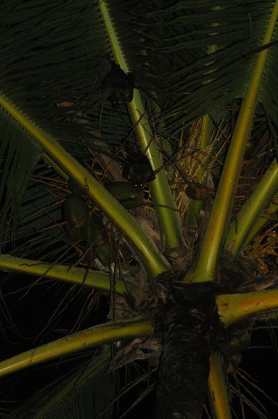 ～Spiritual Island～.ジープ島、最後の夜2度目の不思議な光（７日目）