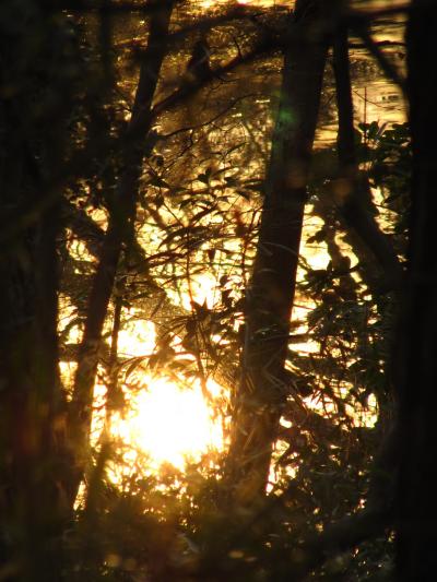 木の実や葉っぱでできた小さな仲間たちと森林公園の夕べ───2011年森林公園めぐりの幕開け（後編）