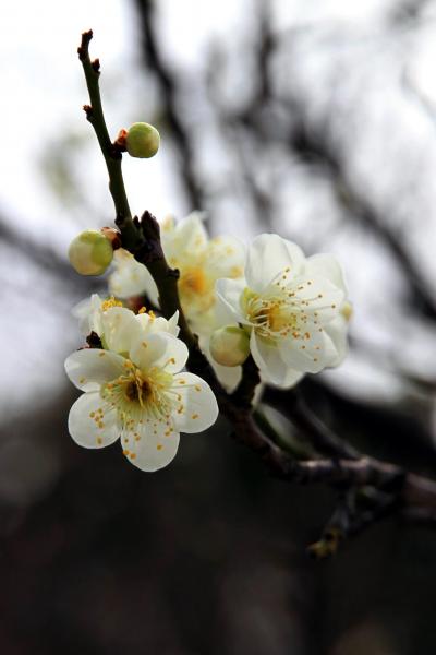 Solitary Journey ［854］ ‘‘梅一輪　一輪ほどの　あたたかさ’’を感じて… ＜冠山総合公園梅の里‘梅まつり’＞ 山口県光市