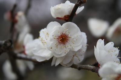 2011年如月　梅は咲いたか、桜は、まだかいな～（熱海梅園）