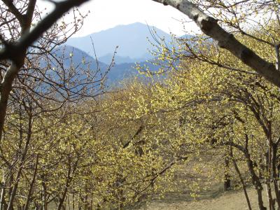 大安吉日、ちょっと早めの長瀞・宝登山のロウバイ詣2011（4）黄色い雨あられと降り注ぐ、７分咲きの西ロウバイ園