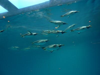 長崎ペンギン水族館にて