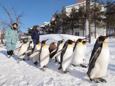 2011年さっぽろ雪まつりと旭山動物園と氷瀑まつりの旅