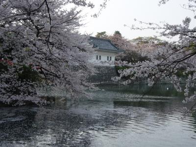 小田原城の桜