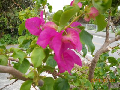 沖縄ぶらり旅　６日間…　その６