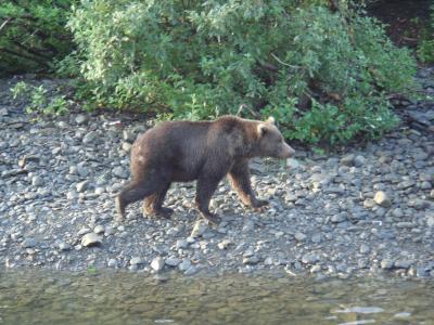 アラスカ釣行 コディアックベアとの毎日